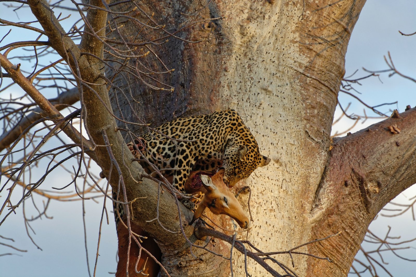 Nyerere & Ruaha National Park