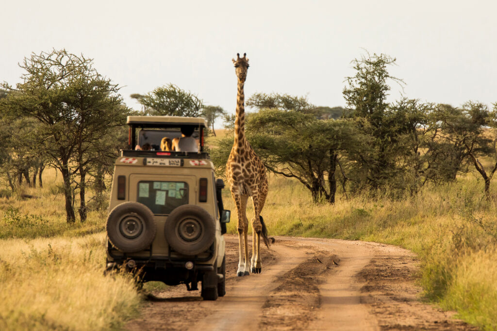 giraffe with trees in background during sunset safari in serenge