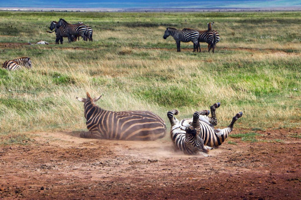 zebras playing in kitulo national park, in the southern highlands of tanzania, in africa. zebras were reintroduced there some years ago in a bold effort to re wild this once pristine landscape.