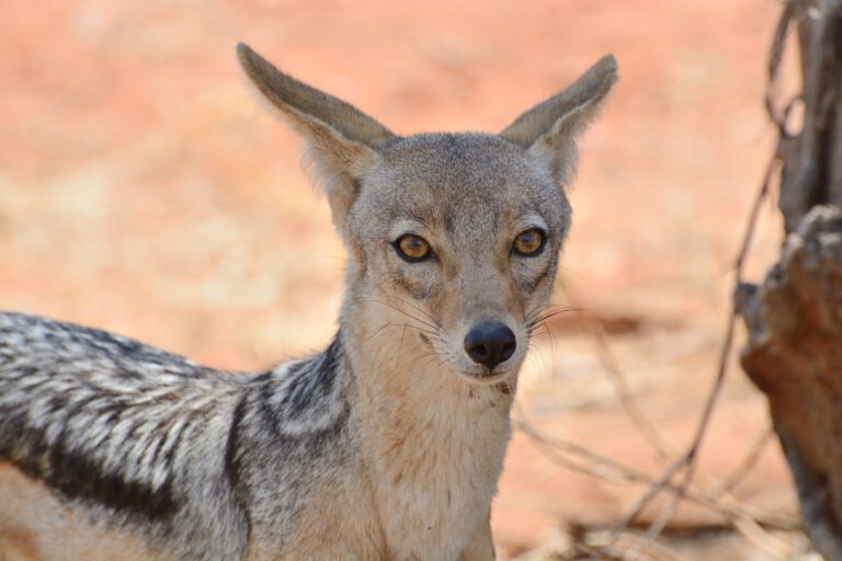 ruaha