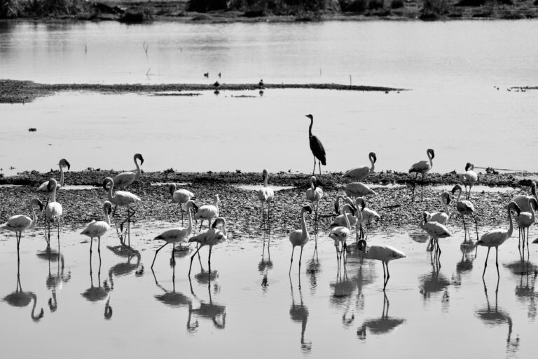 manyara