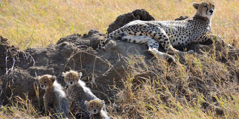 mkomazi